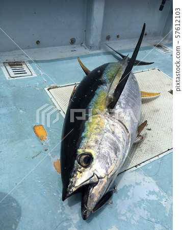 黃鰭金槍魚 57612103