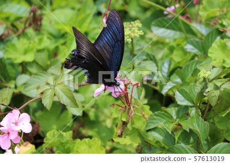 Crow Swallowtail sucking nectar on pink geranium flower 57613019