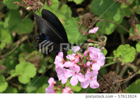 Crow Swallowtail sucking nectar on pink geranium flower 57613024