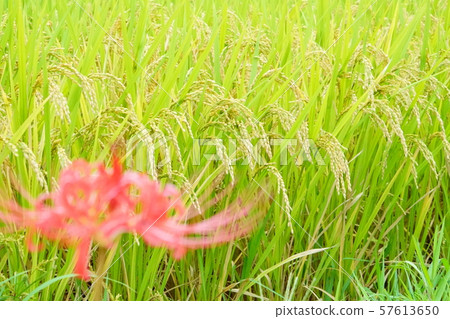 群集孤挺花 群集孤挺花 57613650
