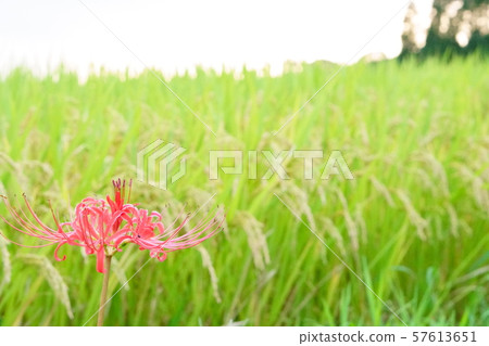 群集孤挺花 57613651
