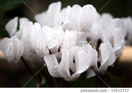 Cyclamen with a chic atmosphere 57613757