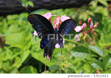 Crow Swallowtail sucking nectar on pink geranium flower Crow Swallowtail sucking nectar on pink geranium flower 57613915