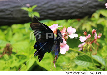 Crow Swallowtail sucking nectar on pink geranium flower Crow Swallowtail sucking nectar on pink geranium flower 57613916