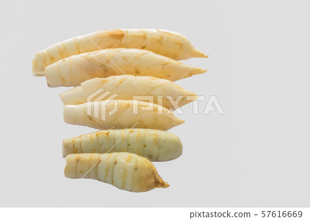 West Indian Arrow-Root,Maranta arundinacea,Canna indica,Australian arrowroot,Myrantacae,with the white copy space background.The local,herb, vegetable and Thailand food. West Indian Arrow-Root,Maranta arundinacea,Canna indica,Australian arrowroot,Myrantacae,with the white copy space background.The local,herb, vegetable and Thailand food. 57616669