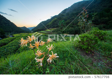 Flowers Flowers 57617708