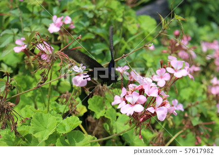 Crow Swallowtail sucking nectar on pink geranium flower 57617982