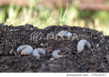 Beetle larvae 57618357