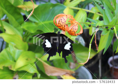 Monquiervaia sucking the nectar of the lily flower 57618433