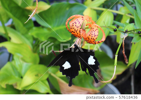 Monquiervaia sucking the nectar of the lily flower Monquiervaia sucking the nectar of the lily flower 57618436