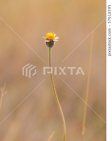 close up grass flower in garden, Flower of Coat buttons, Mexican daisy 57618595