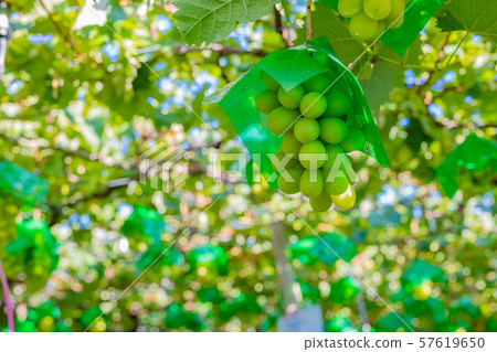 Shine Muscat葡萄架Katsunuma葡萄村,山梨縣 Shine Muscat葡萄架Katsunuma葡萄村,山梨縣 57619650