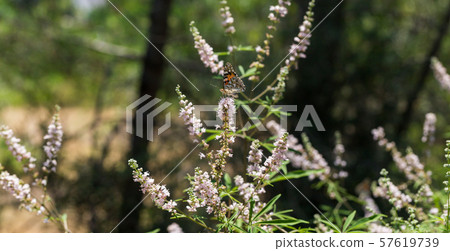 Purple vitex tree 57619739
