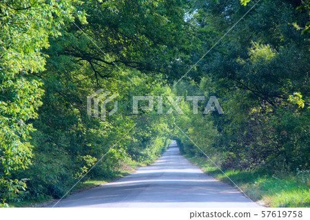 Natural arch from green trees besides road 57619758