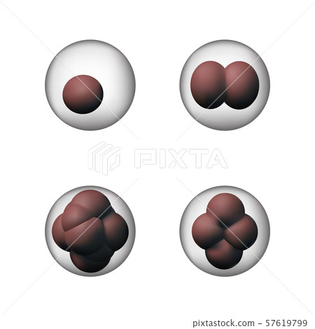 Set of biology cells. 57619799