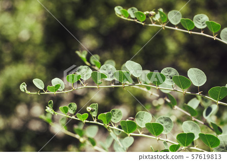 Close up of a caper plant 57619813