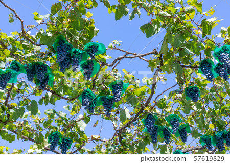 All-you-can-eat grape vines in Katsunuma grape village, Yamanashi Prefecture 57619829
