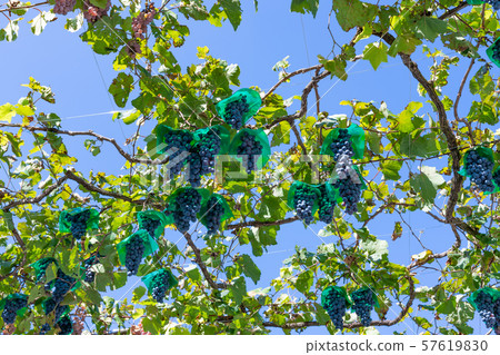 All-you-can-eat grape vines in Katsunuma grape village, Yamanashi Prefecture 57619830