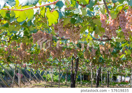 山梨縣勝沼葡萄村的無限量葡萄藤 57619835