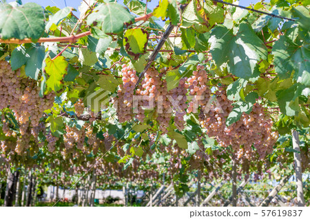 山梨縣勝沼葡萄村的無限量葡萄藤 57619837