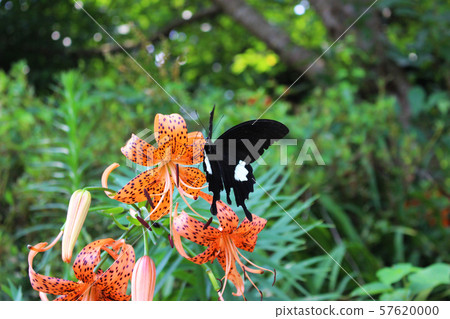 Monquiervaia sucking the nectar of the lily flower 57620000