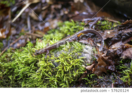 Hakone salamander 57620124