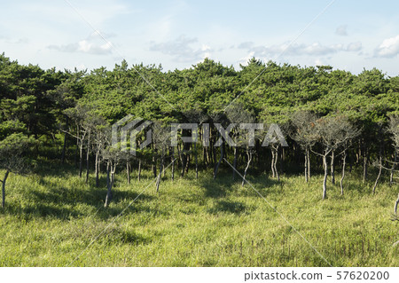 Blue sky, forest and meadow Blue sky, forest and meadow 57620200