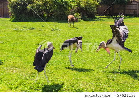 African birds. Stork Marabou in the summertime African birds. Stork Marabou in the summertime 57621155