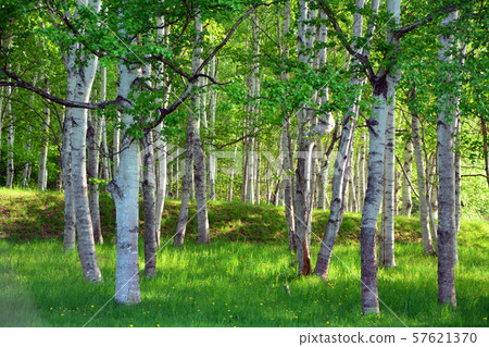 Chiruma forest 57621370