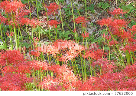 Cluster amaryllis 57622000