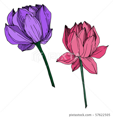 Vector Lotus floral botanical flower. Black and white engraved ink art. Isolated lotus illustration 57622505