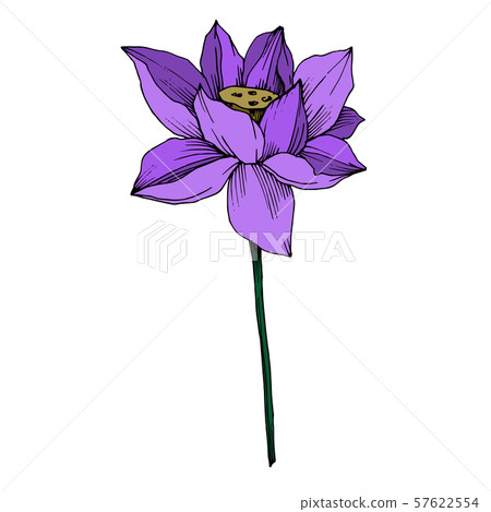 Vector Lotus floral botanical flower. Black and white engraved ink art. Isolated lotus illustration 57622554