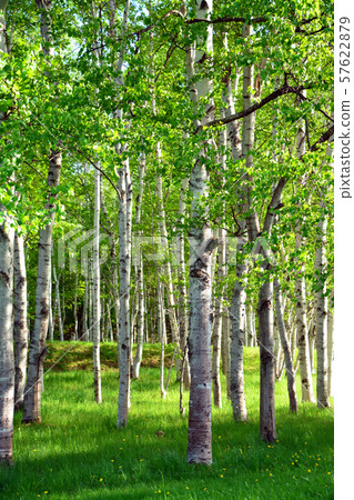 Chiruma forest Chiruma forest 57622879