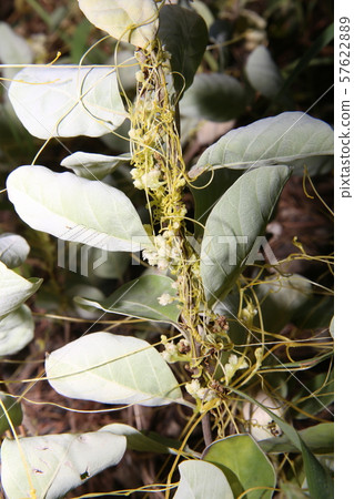 Angiosperm quail that parasitizes the cormorant 57622889