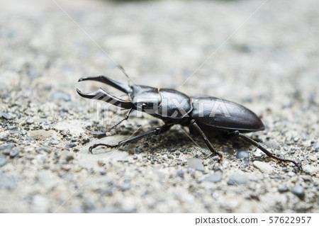 雄鹿甲蟲 雄鹿甲蟲 57622957