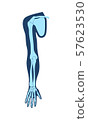 Clavicle collar bone , scapula shoulder blade , humerus, ulna, radius, finger and hand. Detailed 57623530