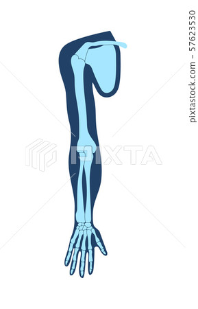 Clavicle collar bone , scapula shoulder blade , humerus, ulna, radius, finger and hand. Detailed 57623530