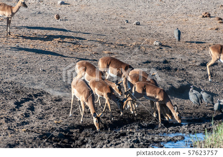Impalas drinking from a waterhole Impalas drinking from a waterhole 57623757