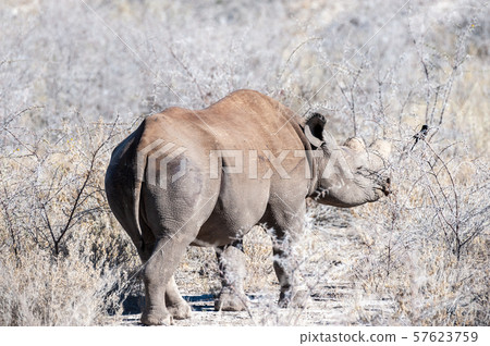 Black Rhinoceros Browsing under a tree. Black Rhinoceros Browsing under a tree. 57623759