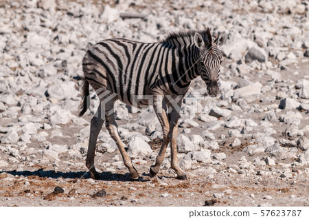 Zebras in Etosha National Park. Zebras in Etosha National Park. 57623787