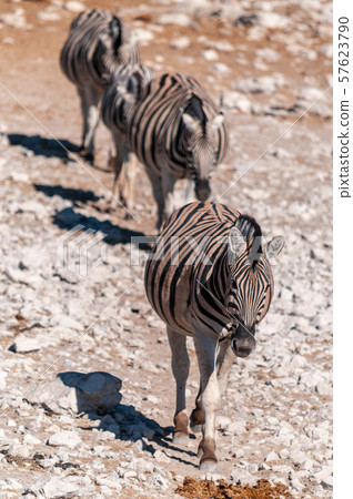 Zebras in Etosha National Park. 57623790