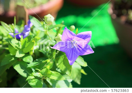 Flowers of Chrysanthemum Flowers of Chrysanthemum 57623863