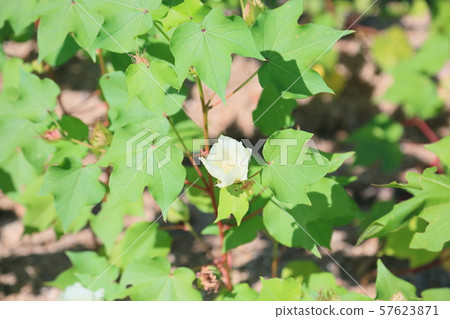 棉花 57623871