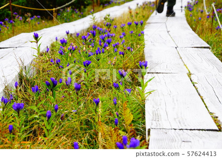 Rindo near Nishi Agatsuma hut 57624413