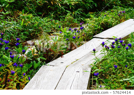 Rindo near Nishi Agatsuma hut 57624414