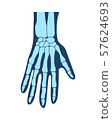 Bones of the hands, the hand, the structure of the hands, arms anatomy, human hand. Vector 57624693