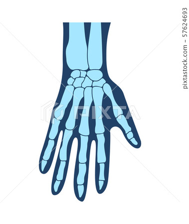 Bones of the hands, the hand, the structure of the hands, arms anatomy, human hand. Vector Bones of the hands, the hand, the structure of the hands, arms anatomy, human hand. Vector 57624693