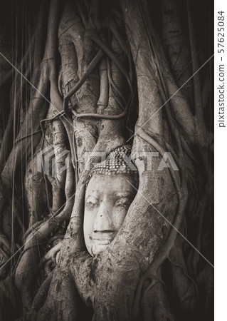 Buddha Head in Tree Roots, Wat Mahathat, Buddha Head in Tree Roots, Wat Mahathat, 57625084