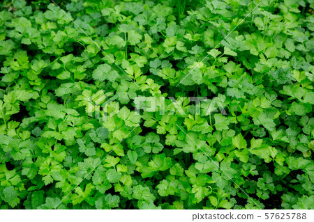 Green parsley growing at vegetable garden 57625788