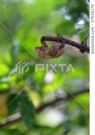Cicada shell Cicada shell 57626170